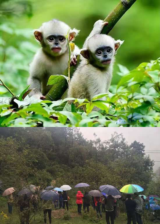 太陽能智慧路燈，太陽能智慧路燈廠家，太陽能智慧路燈價(jià)格